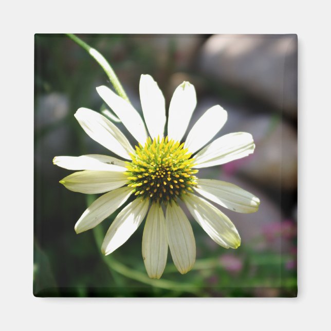 Imã Magnet Daisy Summer Day (Frente)