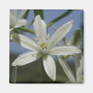 Imã Magnet das Flores Brancas