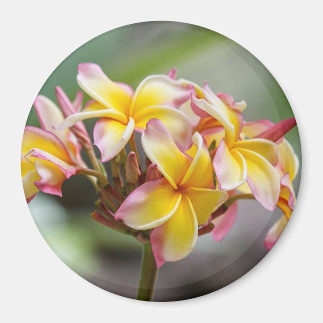 Imã Magnet das Flores de Plumeria Amarelo Havaí (Frente)