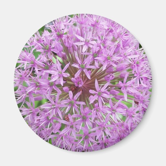 Imã Magnet de Allium Roxo (Frente)