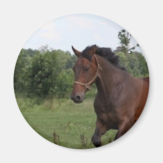 Imã Magnet de Bay Horse (Frente)