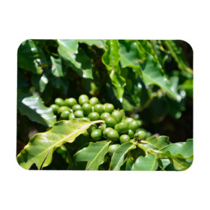 Ímã Magnet de Berries de Café Verde