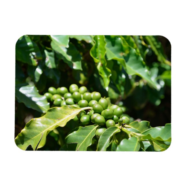Ímã Magnet de Berries de Café Verde (Horizontal)