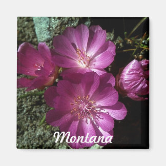 Imã Magnet de Bitterroot da Flor Estatal de Montana