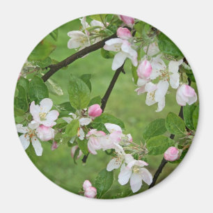Imã Magnet de Blossomas de Maçã