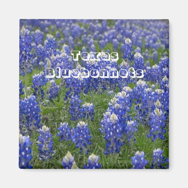 Imã Magnet de Bluebonnets para Flores do Texas (Frente)