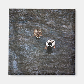 IMÃ MAGNET DE BUMBUNS DUCK