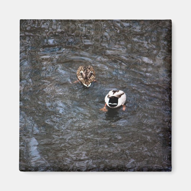 IMÃ MAGNET DE BUMBUNS DUCK (Frente)