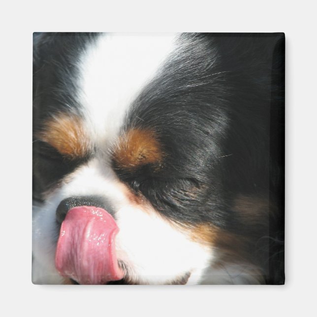Imã Magnet de Cães Espanhol Cortado Cavalier (Frente)