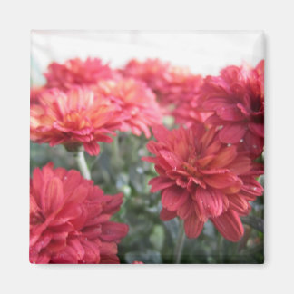 Imã Magnet de Chrysanthemum Bright
