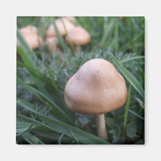 Imã Magnet de Cogumelos Selvagens
