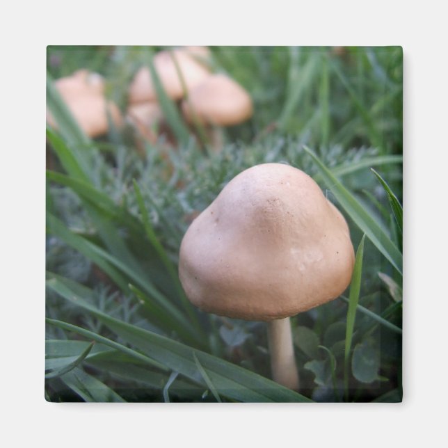 Imã Magnet de Cogumelos Selvagens (Frente)