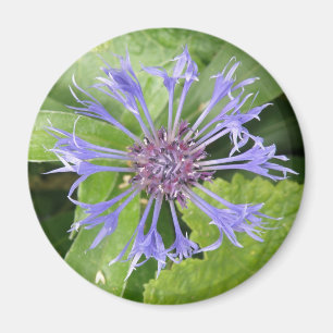 Imã Magnet de Cornflower