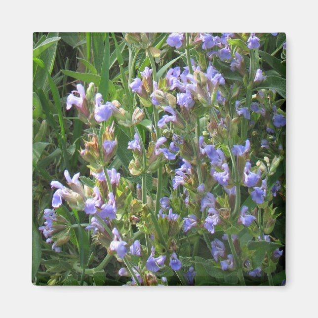 Imã Magnet de Flores de Sage Azul (Frente)