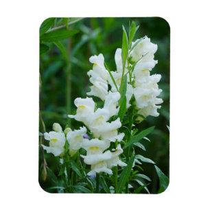 Ímã Magnet de Flores de Snapdragon Branco 
