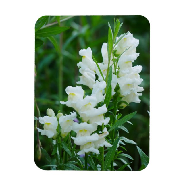 Ímã Magnet de Flores de Snapdragon Branco (Vertical)