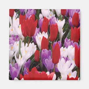 Imã Magnet de Flores de Tulipas Coloridas