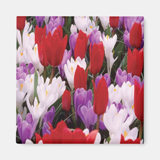 Imã Magnet de Flores de Tulipas Coloridas (Frente)