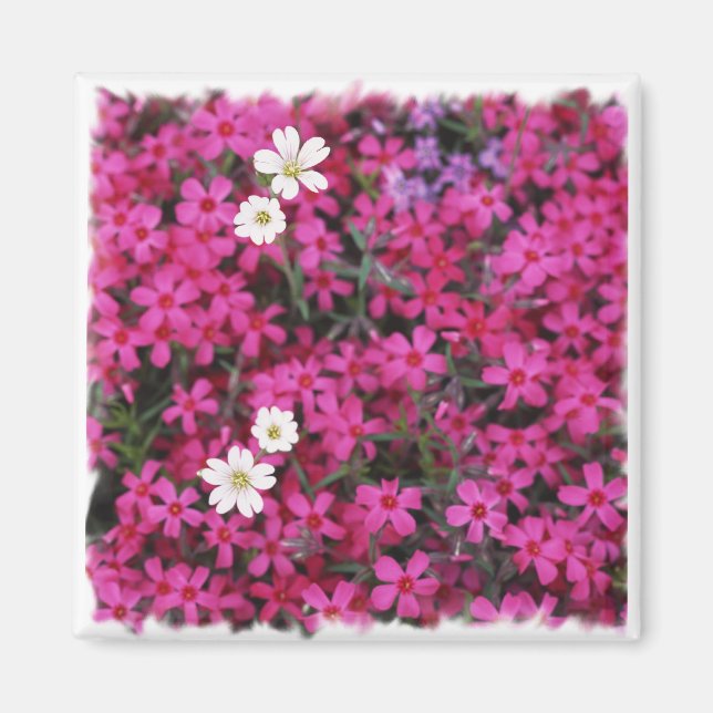 Imã Magnet de Flores Rosa e Branco (Frente)