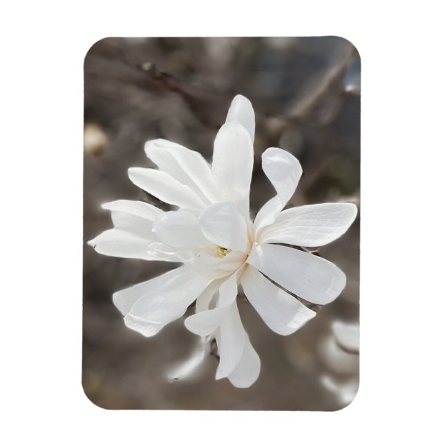 Ímã Magnet de Fotografia da Flor Branca (Vertical)