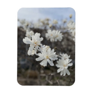 Ímã Magnet de Fotografia da Flor Branca