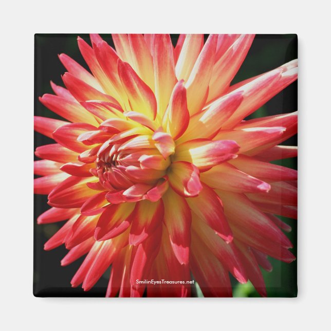Imã Magnet De Fotografia Da Flor Dahlia Vermelha Vibra (Frente)