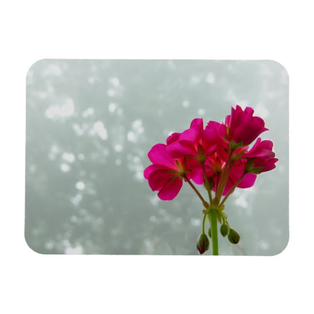 Ímã Magnet de Fotografia Geranium rosa (Horizontal)