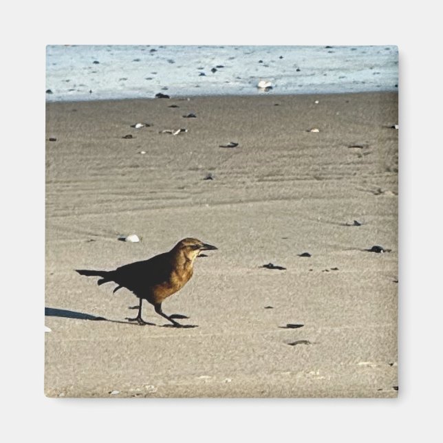 Imã Magnet de Fotografias de Pássaros (Frente)