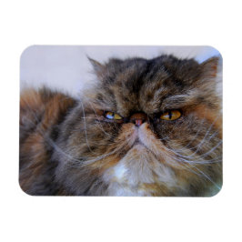 Ímã Magnet De Gato Persa Do Calico
