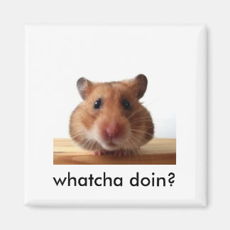 Imã Magnet de Hamster