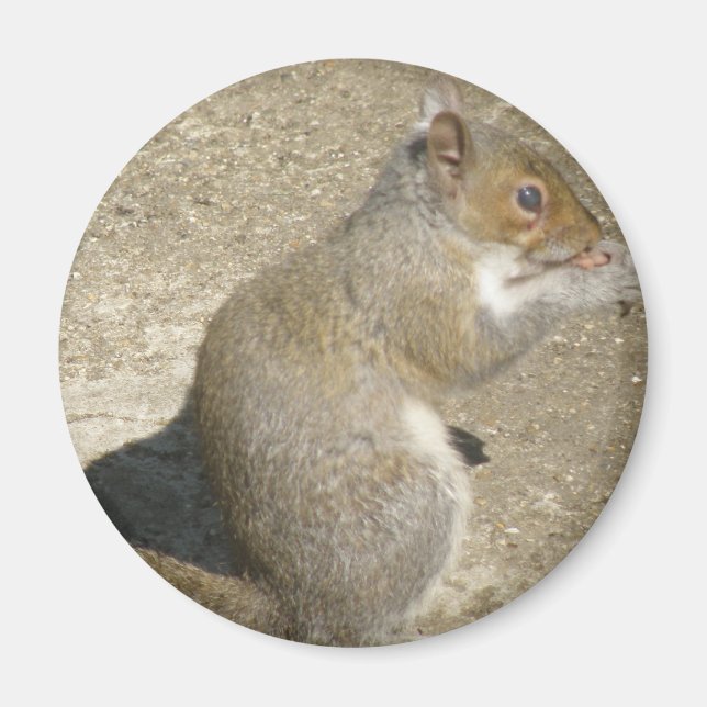 Imã Magnet de Horatio com Fome de Esquilo (Frente)