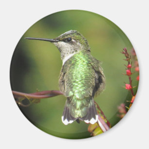 Imã Magnet de Hummingbird