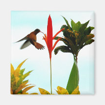 Magnet de Hummingbird
