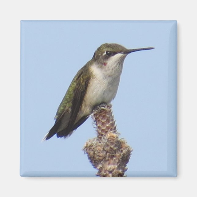 Imã Magnet de Hummingbird (Frente)