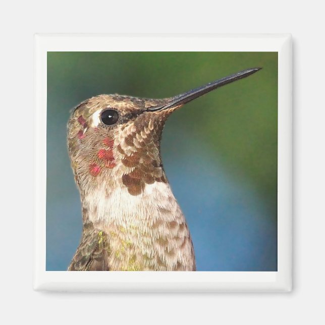 Imã Magnet de Hummingbird (Frente)