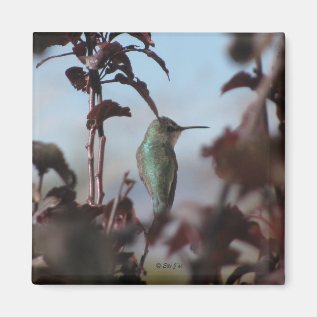 Imã Magnet de Hummingbird (Frente)