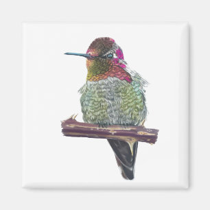 Imã Magnet de Hummingbird de Anna