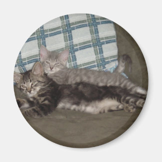 Imã Magnet de Kitten Cansado