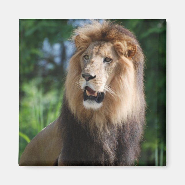 Imã Magnet de Leão Regal (Frente)