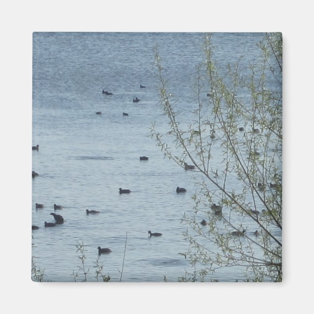 Imã Magnet de Pássaros do Lago (Frente)