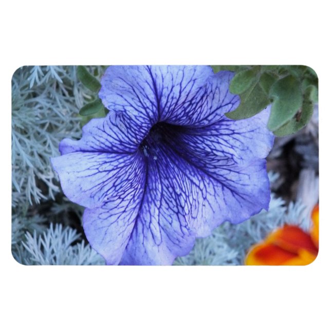Ímã Magnet de Petunia Roxo (Horizontal)