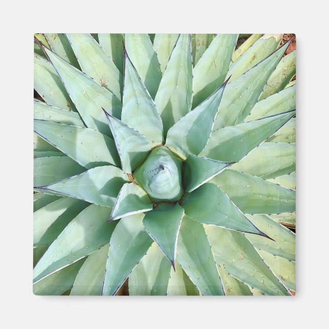 Imã Magnet De Planta Agave Verde De Sedona (Frente)