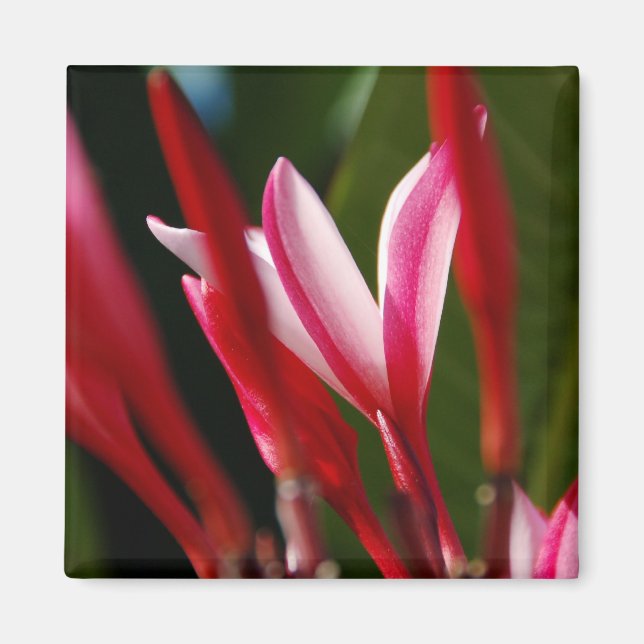 Imã Magnet de Plumeria Rosa (Frente)