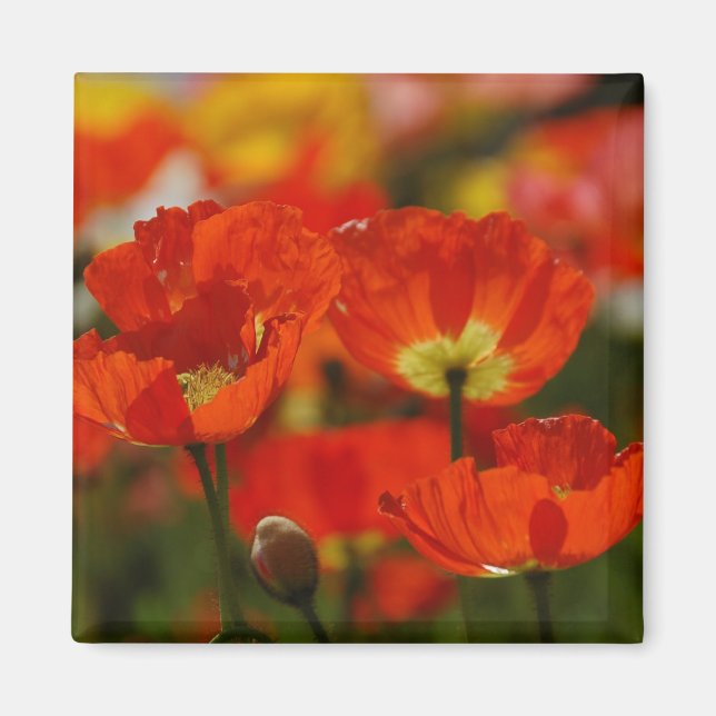 Imã Magnet de Poppies Vermelhos (Frente)