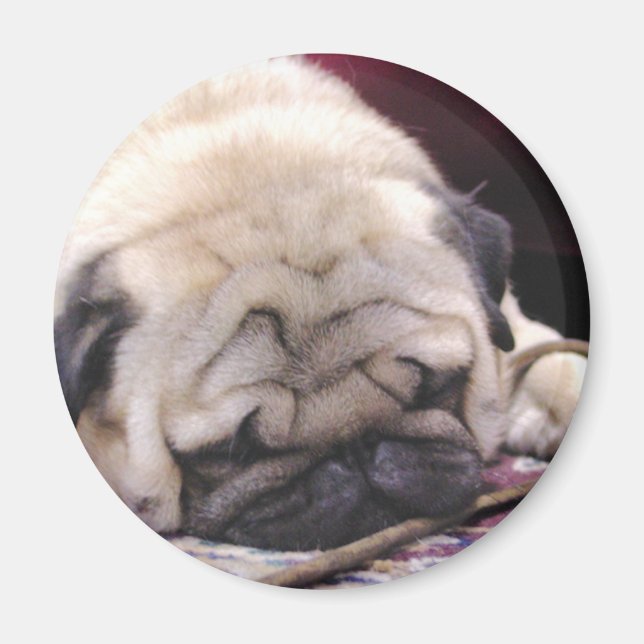 Imã Magnet de Pug Sonolento (Frente)