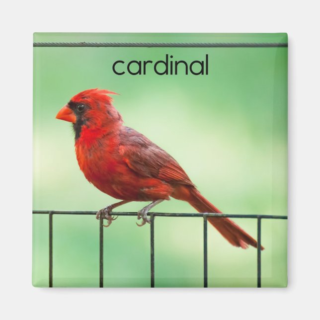 Imã Magnet de Refrigerador de Aves Cardinhas (Frente)