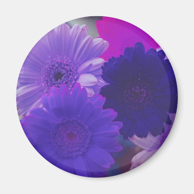 Imã Magnet De Refrigerador De Flores De Gerbera Roxa (Frente)