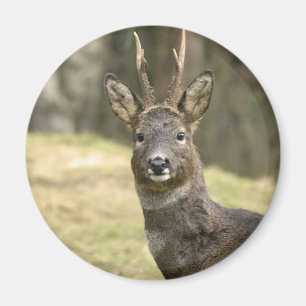 Imã Magnet de Roe Deer Buck