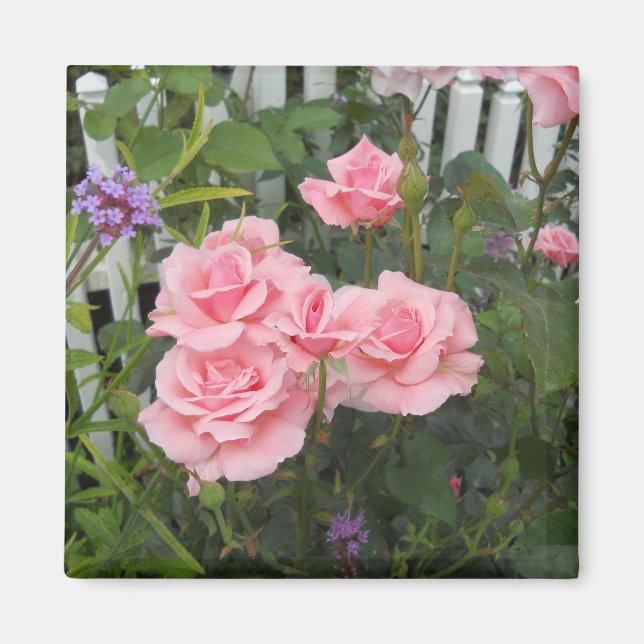 Imã Magnet de Rosas Rosa (Frente)