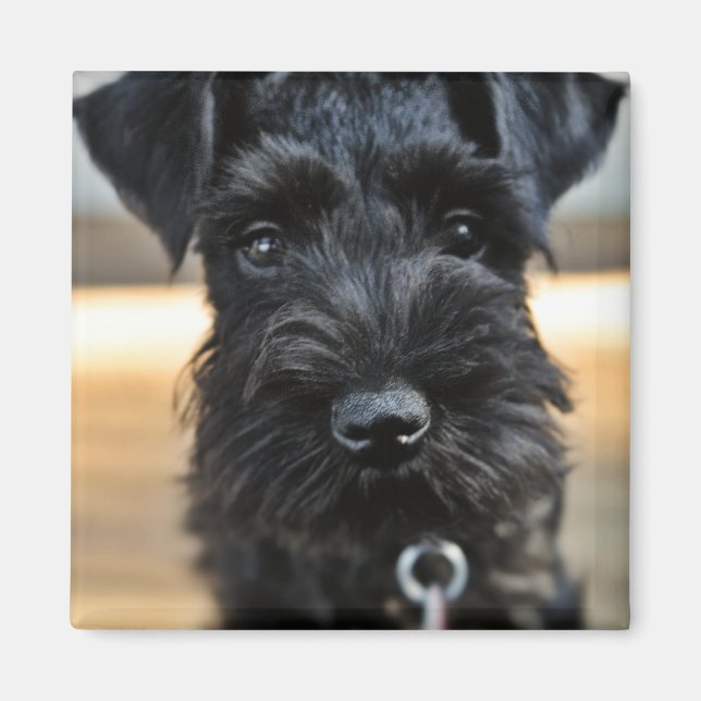 Imã Magnet de Schnauzer de Miniatura Custa (Frente)